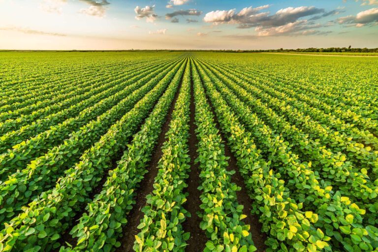 Financiamento Agro: Como Conseguir Crédito e Maximizar Seus Lucros
