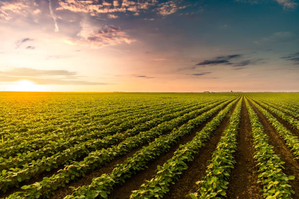 Financiamento Agro: Cartão de Crédito Agro – A Melhor Opção Para Gerir o Dinheiro no Campo