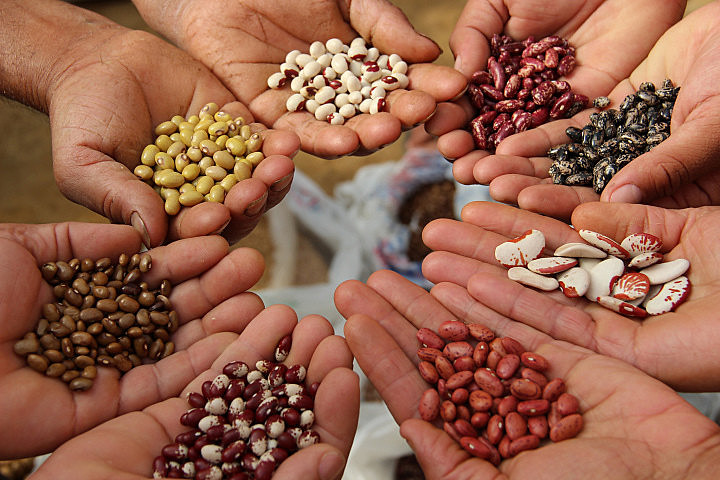 Como funciona a produção de sementes agrícolas?