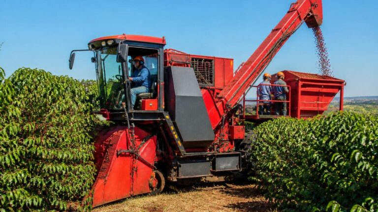 Colhedora de café operando em linha de plantio, recolhendo cerejas maduras e armazenando no hopper