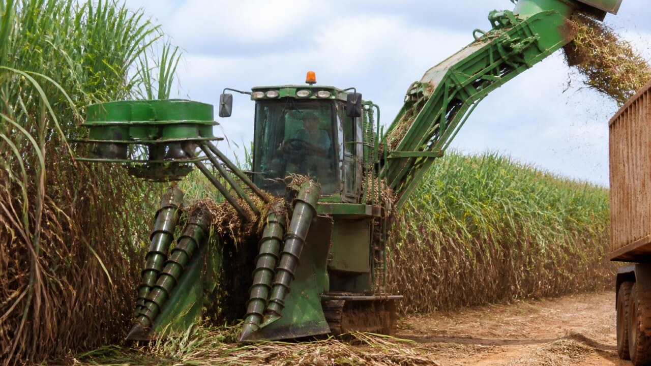 Colhedora de cana-de-açúcar em operação no campo com esteira de descarregamento e cabine visível