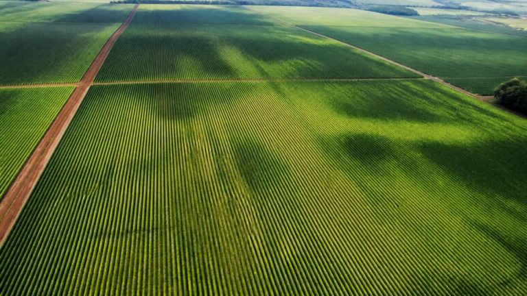 Imagem aérea de lavoura em fileiras com sobreposição de mapa de índice de vegetação em cores