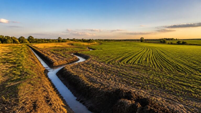 Campo agrícola com valas de drenagem e solo bem drenado sob céu claro